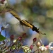 LHG_6391-Butterfly in flight by rontu