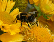 8th Aug 2023 - Bee Happy. 