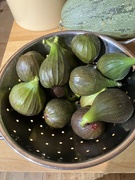 9th Aug 2023 - Figs