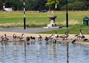 9th Aug 2023 - A gaggle of geese….. 