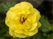 9th Aug 2023 - Yellow Rose