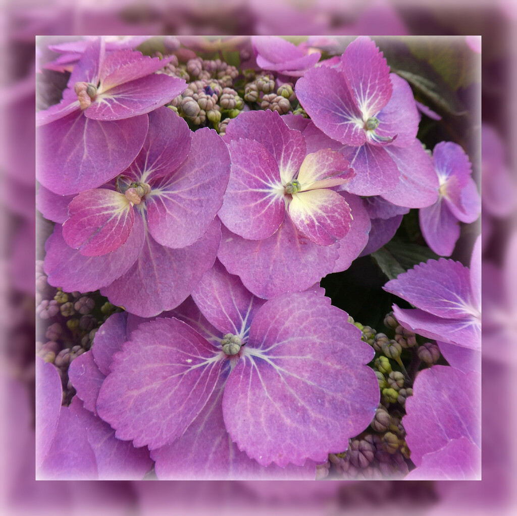 Purple  Petals.  by wendyfrost