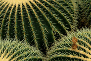 9th Aug 2023 - Cactus at Kew.........841
