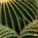 Cactus at Kew.........841 by neil_ge