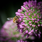 9th Aug 2023 - A happy bee on an allium blossom