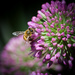 A happy bee on an allium blossom by berelaxed