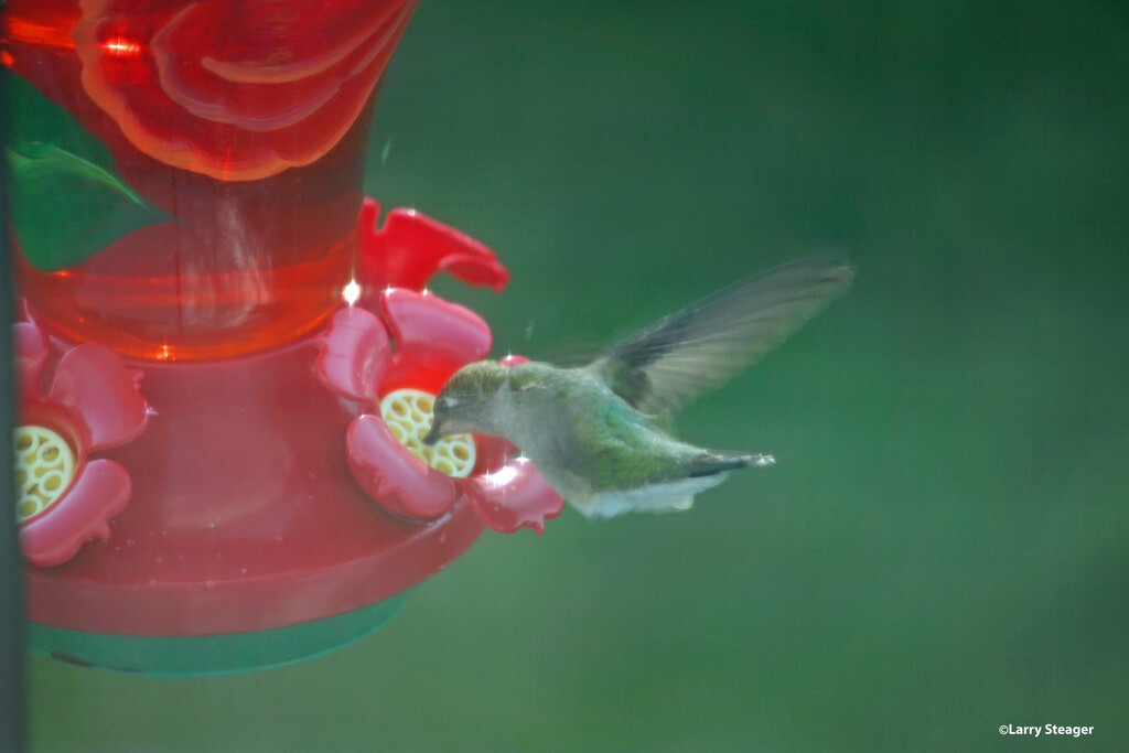 Hummingbird at the feeder by larrysphotos