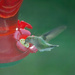 Hummingbird at the feeder by larrysphotos