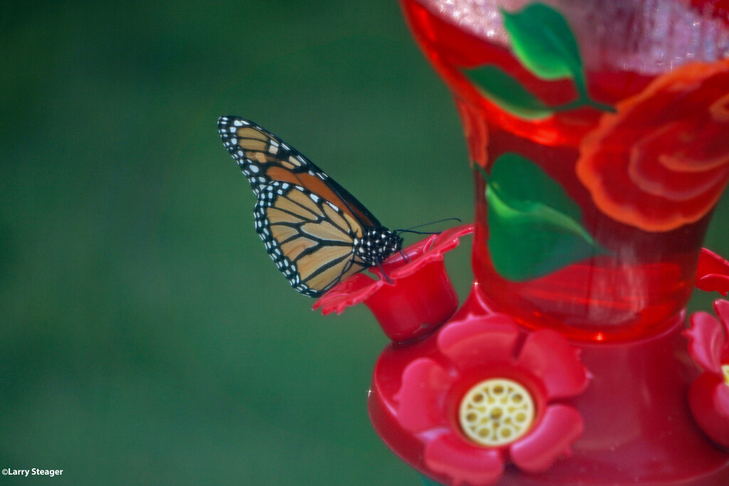 Monarch Butterfly at the hummingbird feeder by larrysphotos