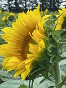 9th Aug 2023 - Sunflowers 