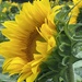 Sunflowers  by radiogirl