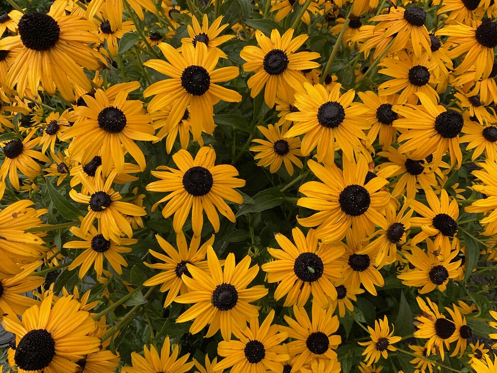 Black eyed Susan’s  by illinilass