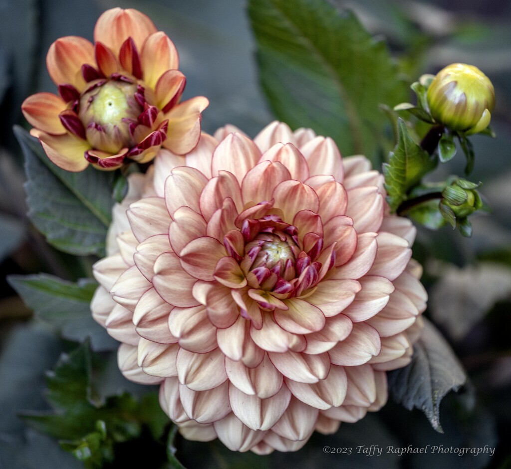 Four Phases of the Dahlia by taffy