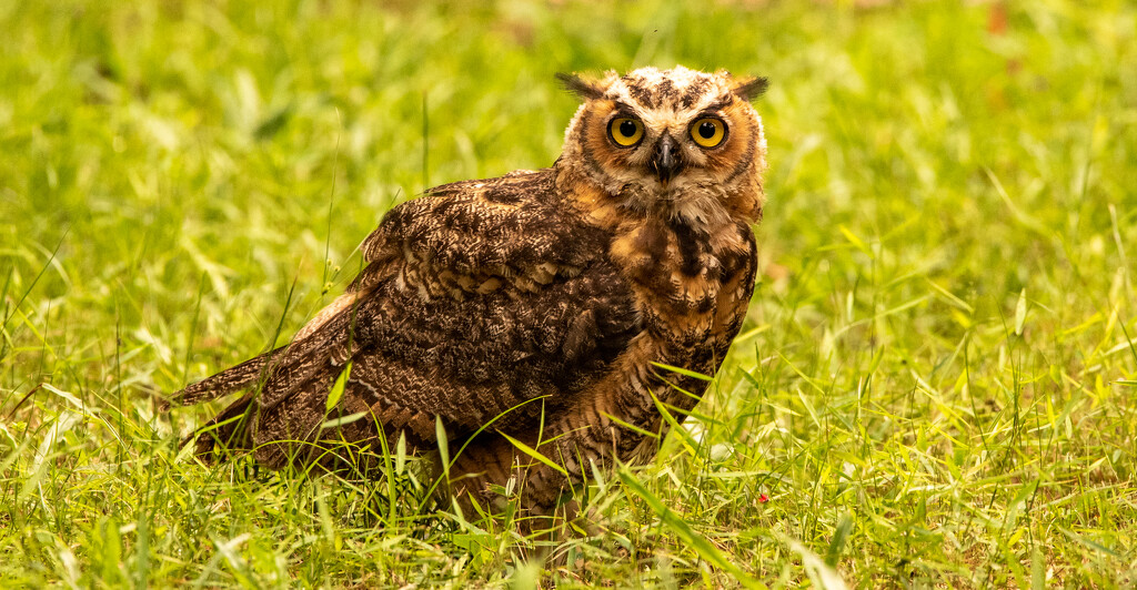 Great Horned Owl on the Ground! by rickster549