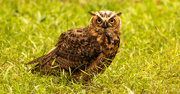 9th Aug 2023 - Great Horned Owl on the Ground!