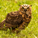 Great Horned Owl on the Ground! by rickster549
