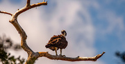 9th Aug 2023 - One of the Osprey's Favorite Trees!