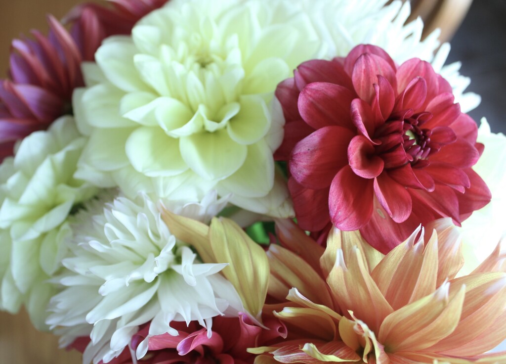 Dahlias from my sister-in-law’s garden by mltrotter