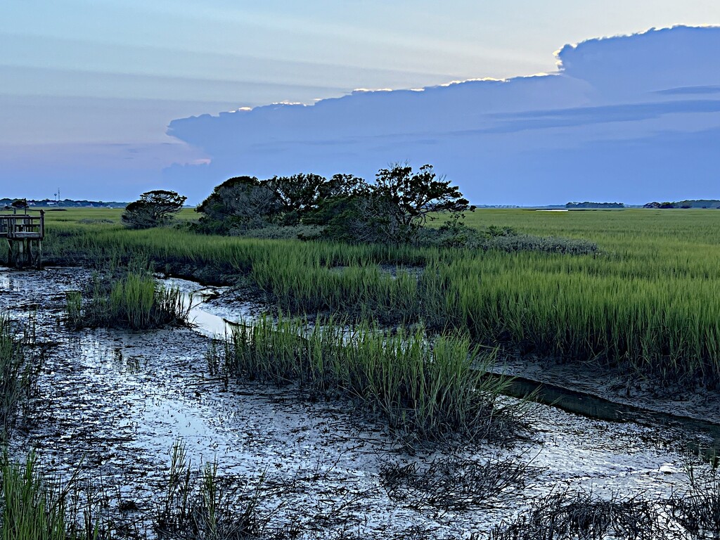 Low-tide marsh by congaree