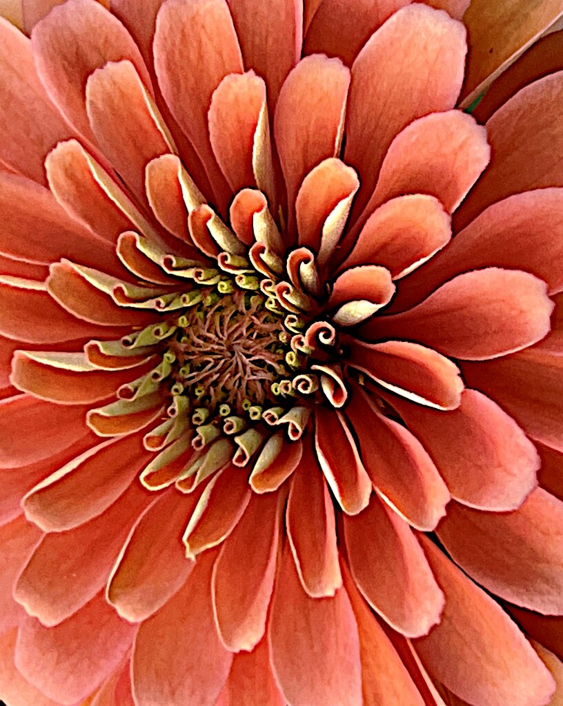 Zinnia by congaree