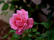10th Aug 2023 - MY PINK ROSE