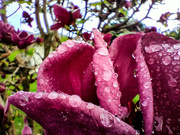 10th Aug 2023 - Macro: Dew on the Magnolia