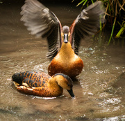 10th Aug 2023 - Ducks