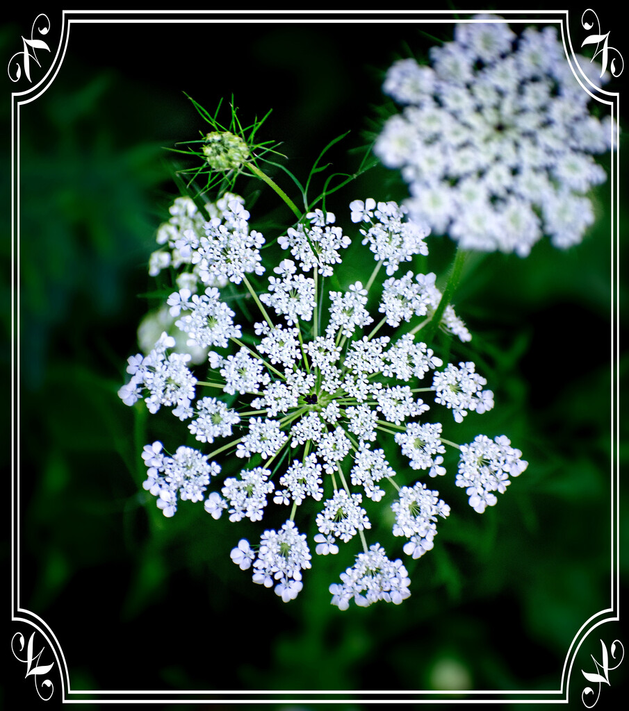 Wild Carrots by 365projectorgchristine