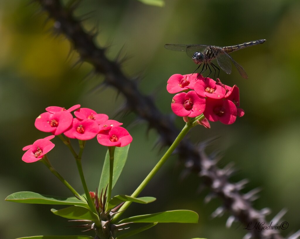 LHG_6848 Blue dasher  on crown of thorns by rontu