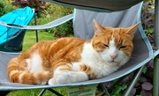 8th Aug 2023 - Misty chilling on the garden chair