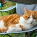 Misty chilling on the garden chair by samcat