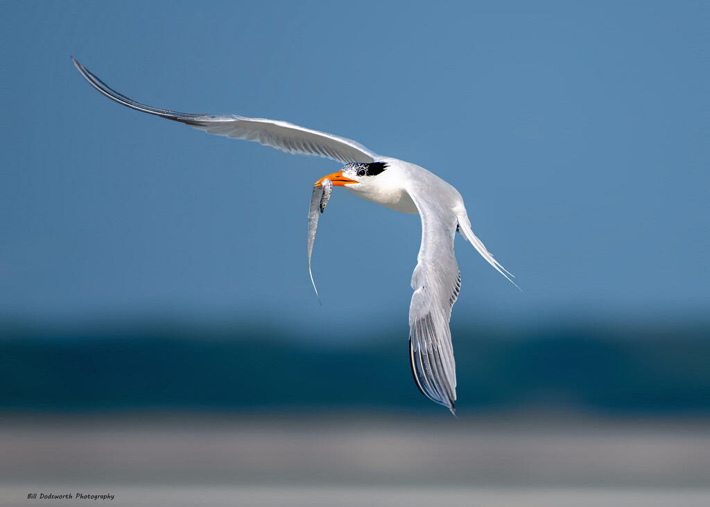 Royal Tern, Hugenot Beach Florida by photographycrazy