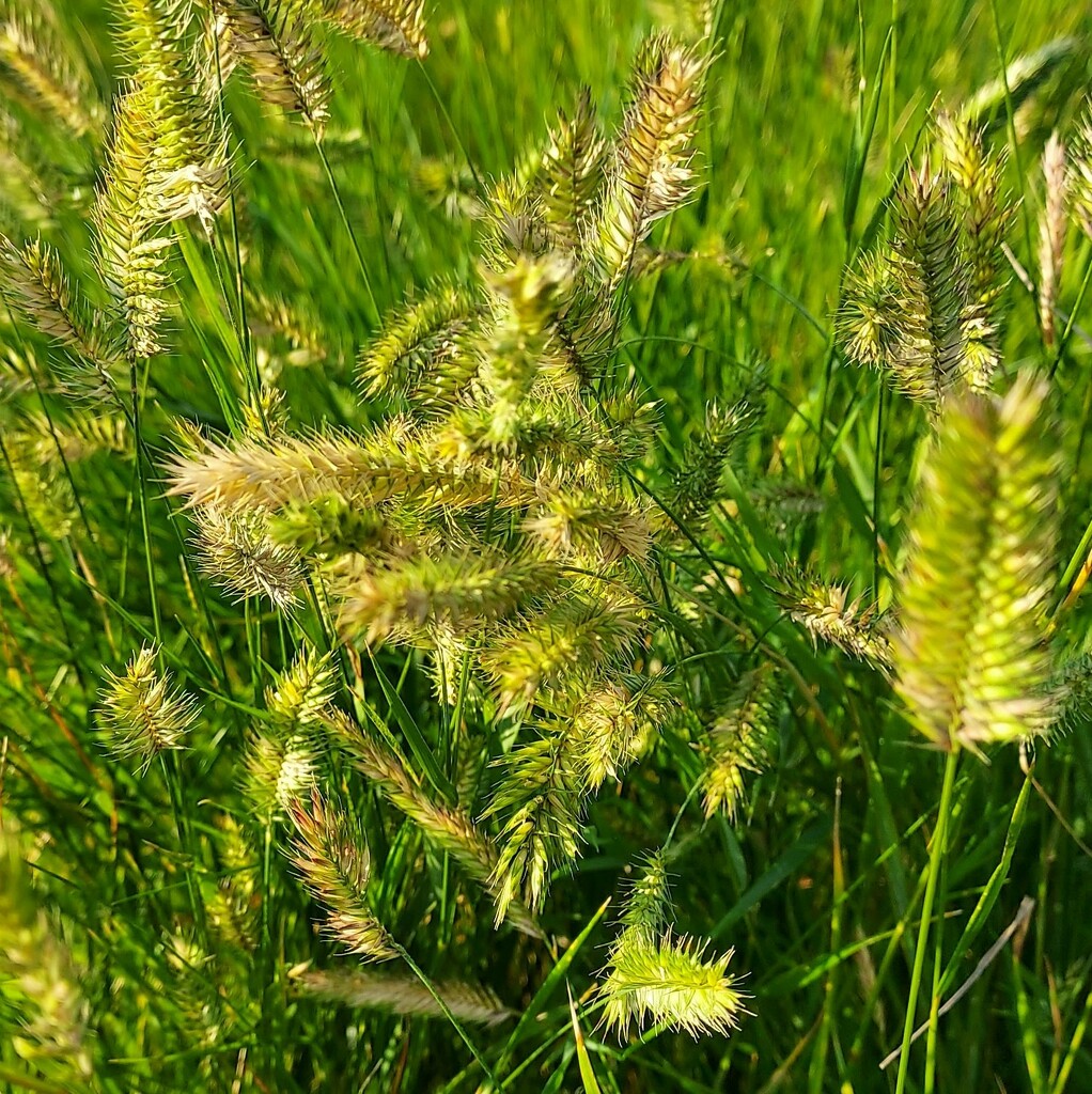 Ranch Grass by stownsend