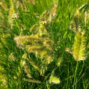 24th Jul 2023 - Ranch Grass