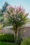 9th Aug 2023 - Crepe Myrtle