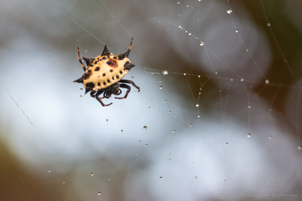 Spiny Orb Weaver by ingrid01