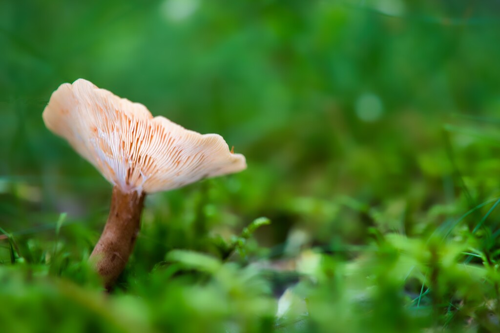 Mushroom by okvalle