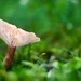 Mushroom by okvalle