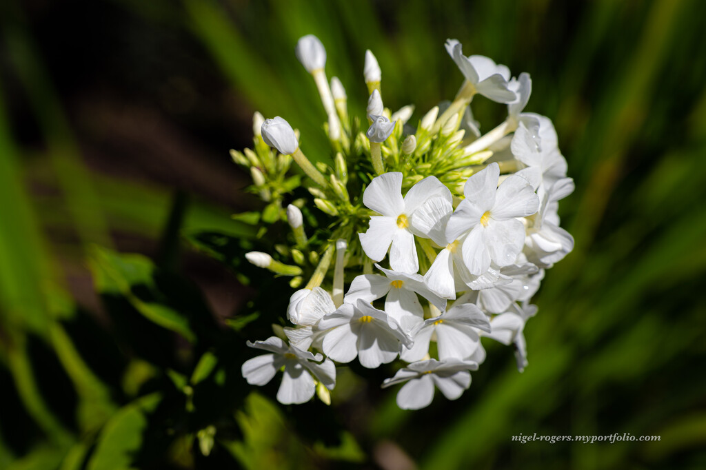 White flower heads in the garden by nigelrogers