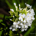White flower heads in the garden by nigelrogers
