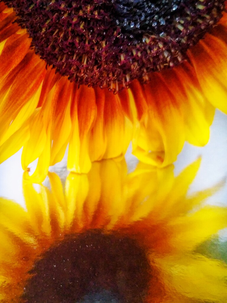 Sun(flower) Set  by 30pics4jackiesdiamond