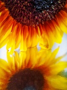 10th Aug 2023 - Sun(flower) Set 