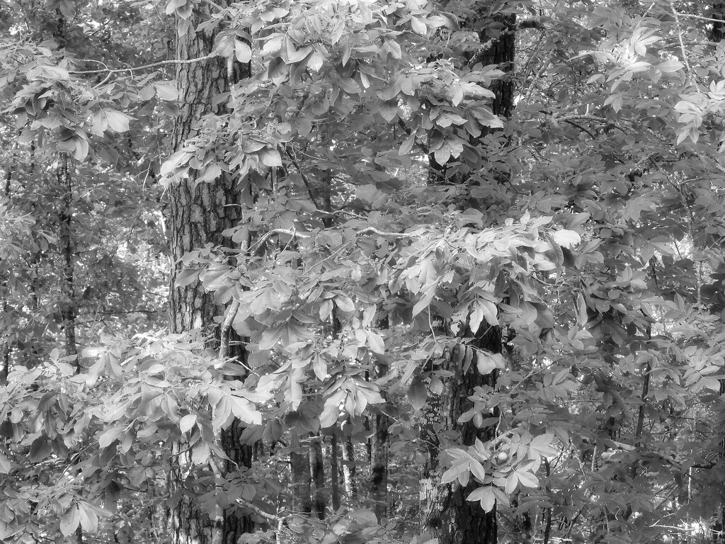 Mockernut leaves... by marlboromaam