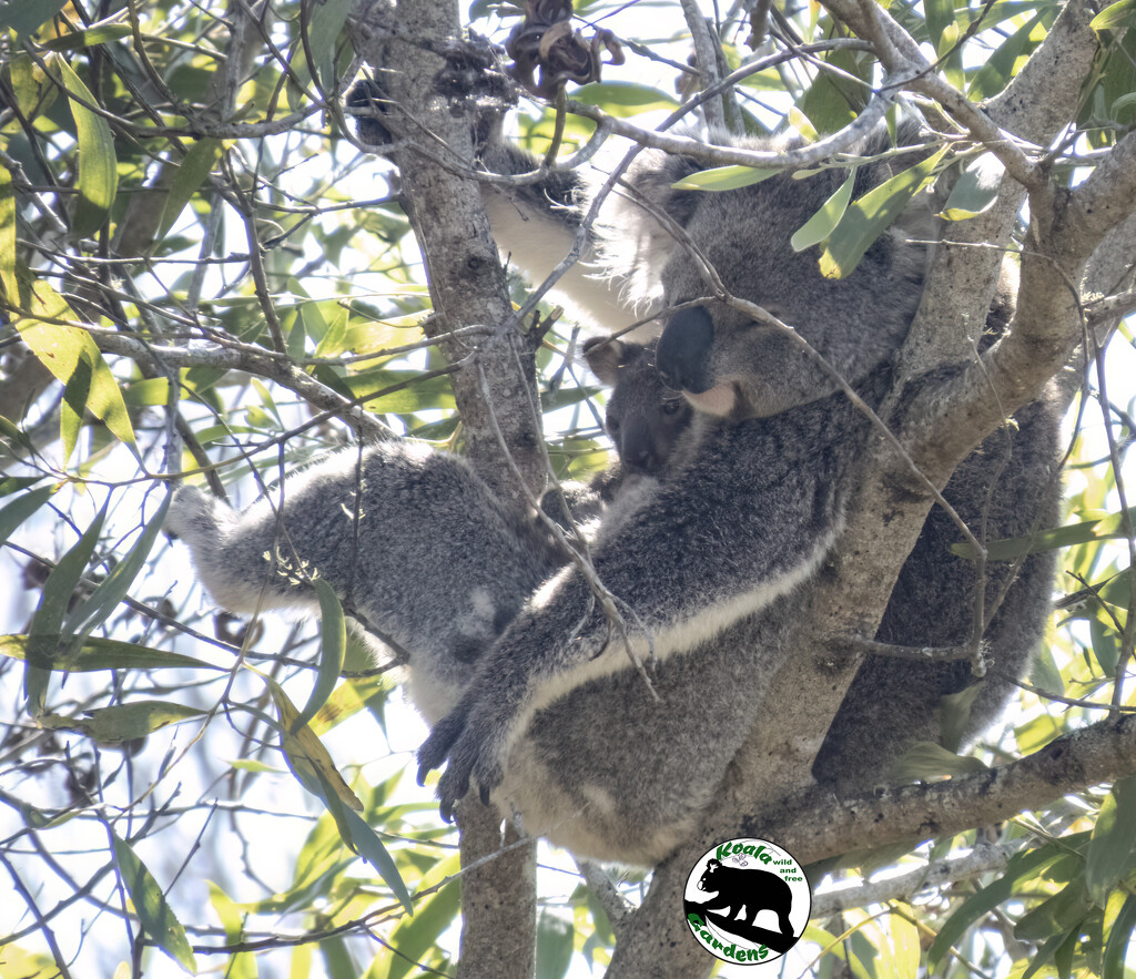 sitting in mums lap by koalagardens