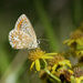  Brown Argus by helenhall