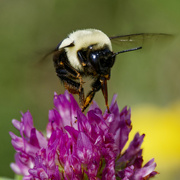 10th Aug 2023 - bumble bee 