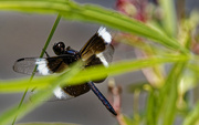 10th Aug 2023 - widow skimmer dragonfly