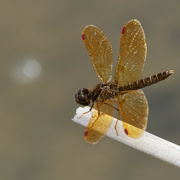 10th Aug 2023 - Eastern Amberwing Dragonfly