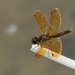 Eastern Amberwing Dragonfly by rminer