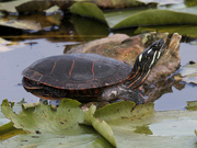 10th Aug 2023 - painted turtle